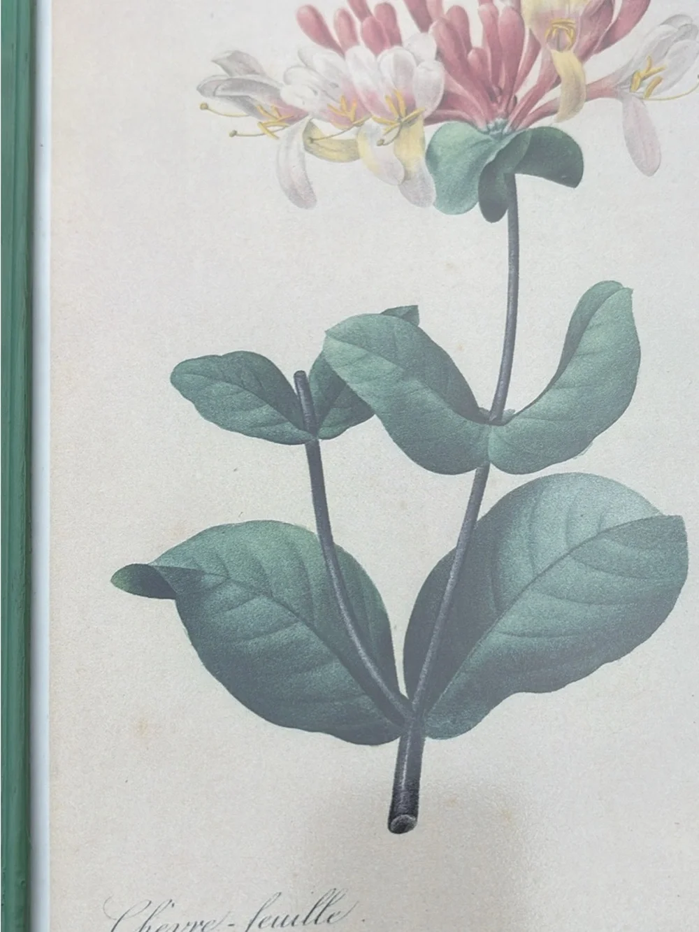 Vintage Japanese Honeysuckle Print